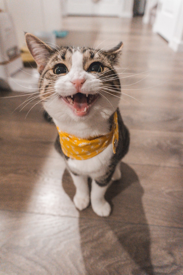 crazy_cat.jpg