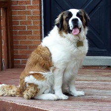 stbernard.jpg