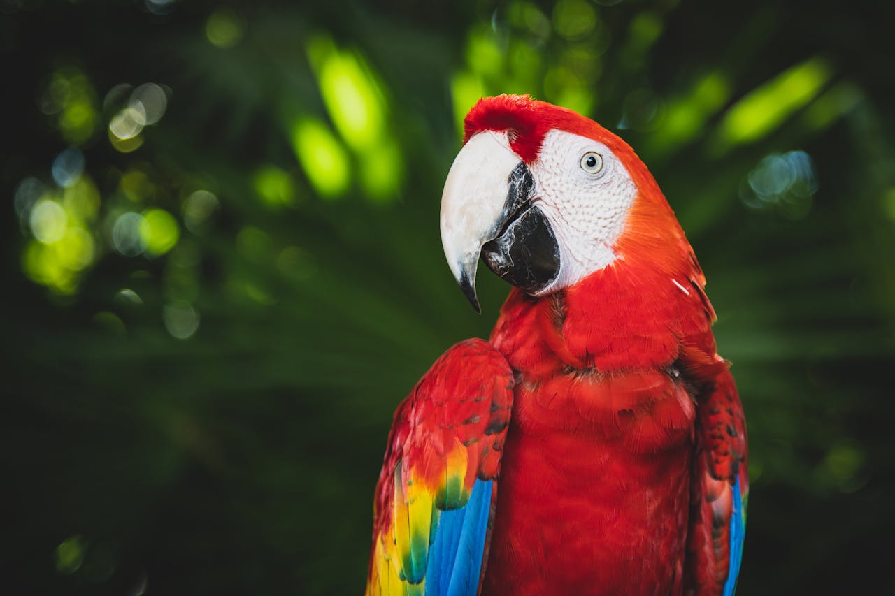 Macaw.jpeg