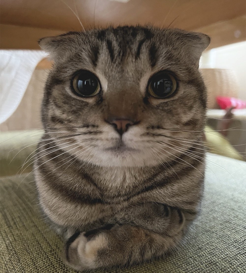 cat.jpg