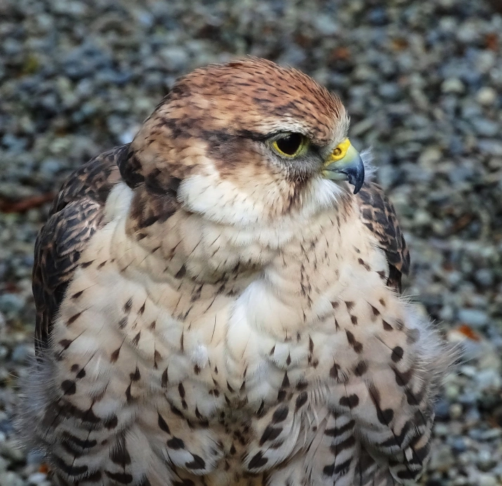saker.jpg