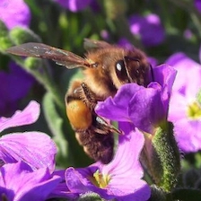 bee